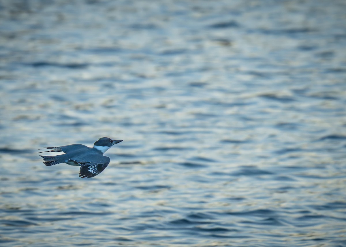 Belted Kingfisher - ML645393810