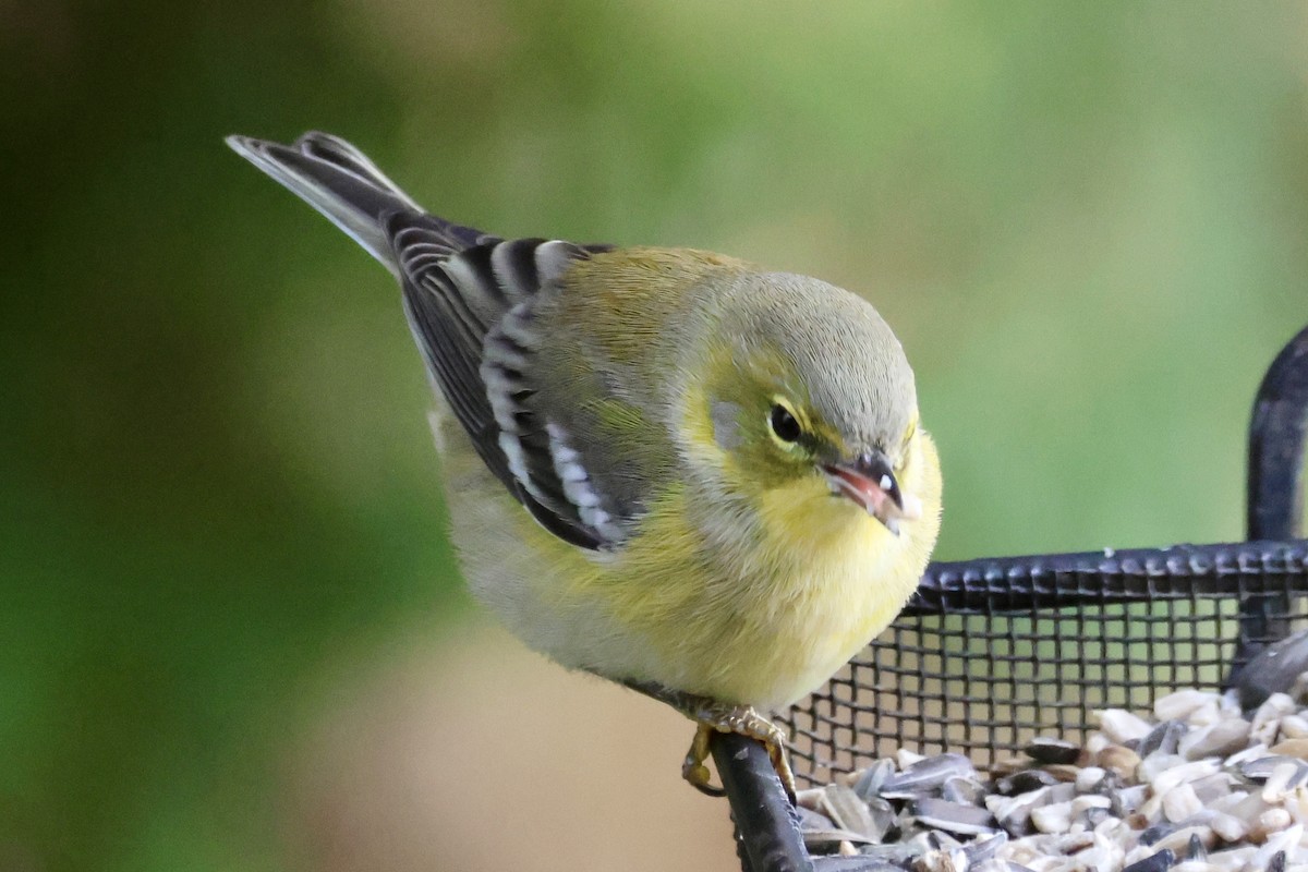 マツアメリカムシクイ - ML645393811