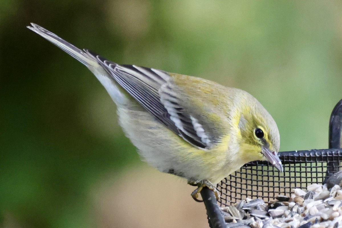 マツアメリカムシクイ - ML645393812