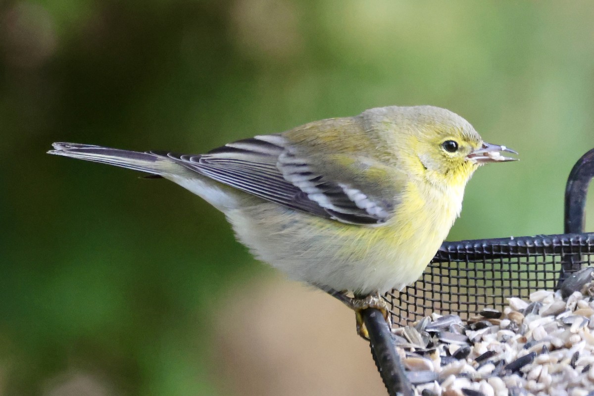 マツアメリカムシクイ - ML645393813