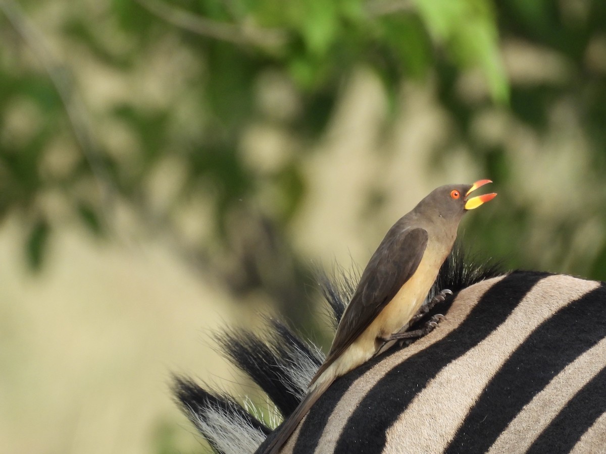Yellow-billed Oxpecker - ML645393818