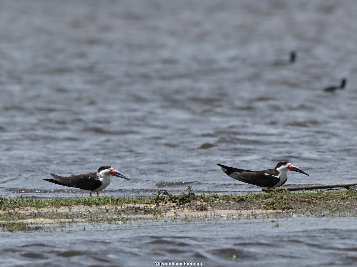 Black Skimmer - ML645393819