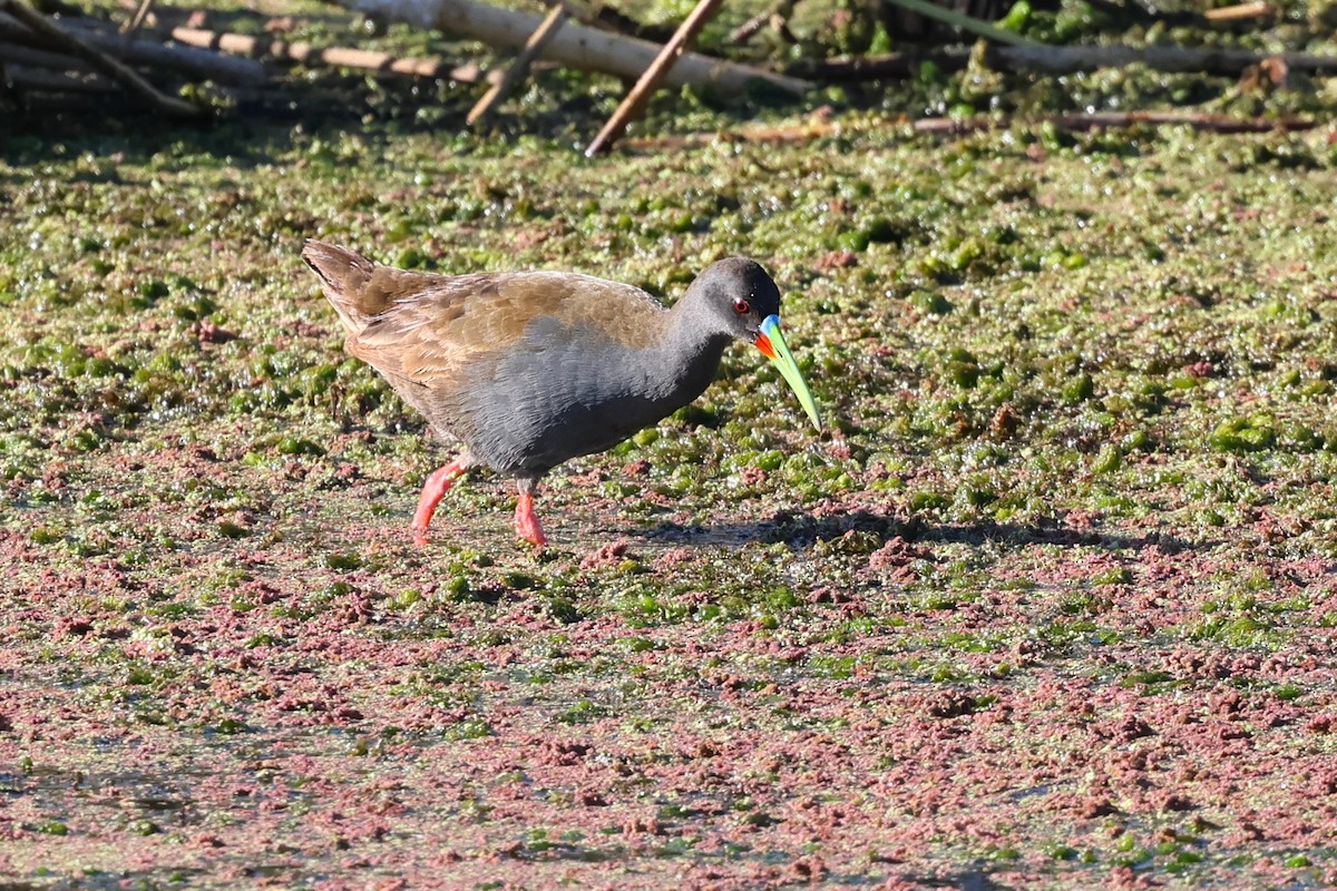 Plumbeous Rail - ML645393820