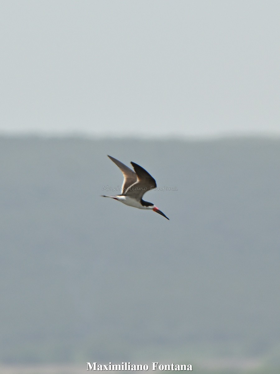 Black Skimmer - ML645393821