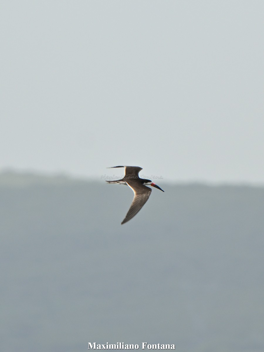 Black Skimmer - ML645393822