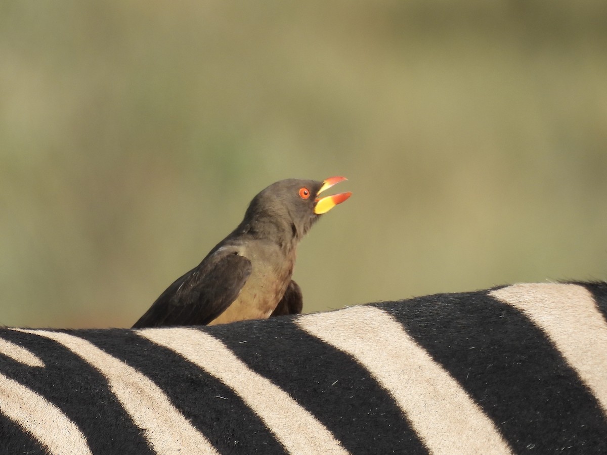 Yellow-billed Oxpecker - ML645393823