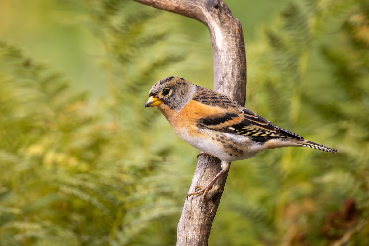 花雀 - ML645393824