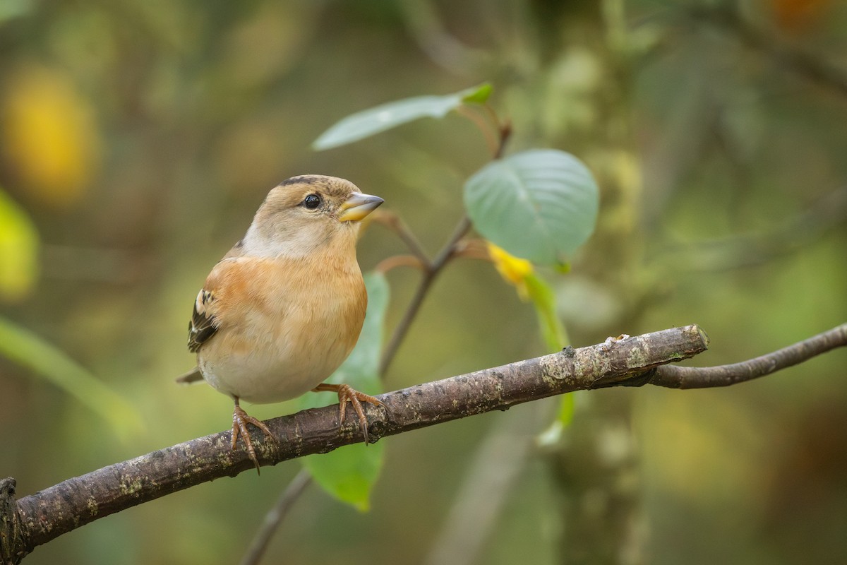 花雀 - ML645393825