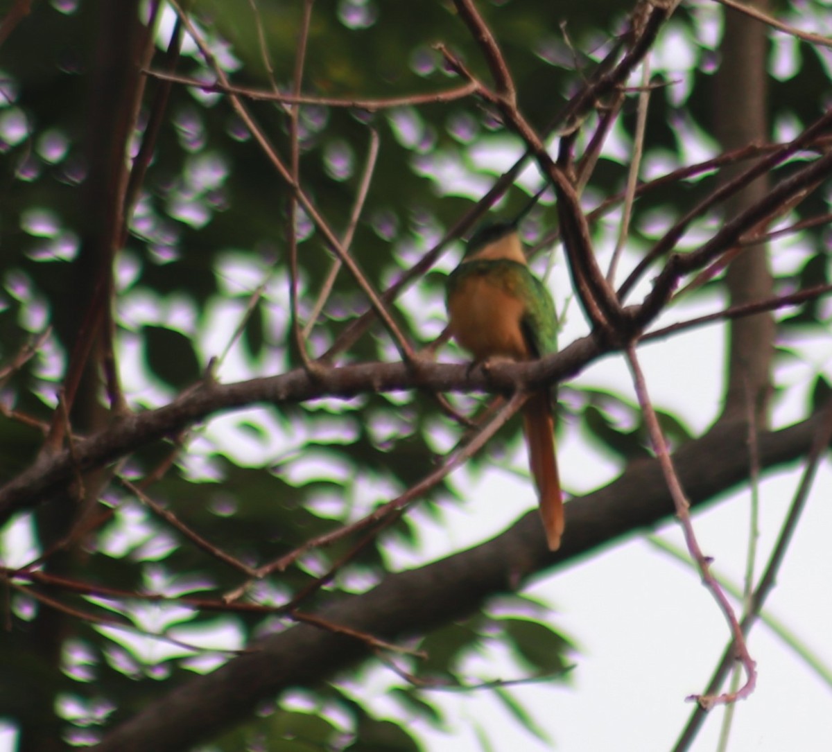 Rufous-tailed Jacamar - ML645393831
