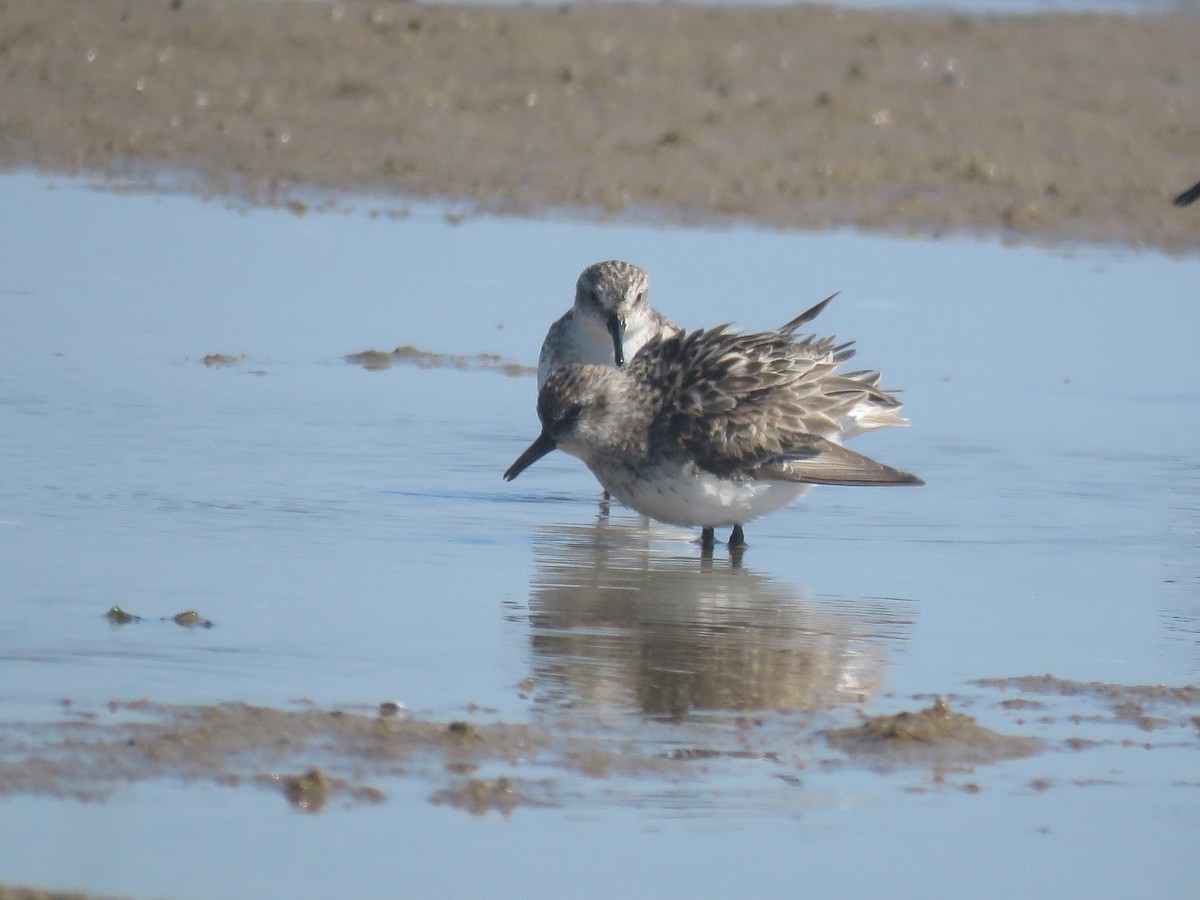 Semipalmated Sandpiper - ML645393833