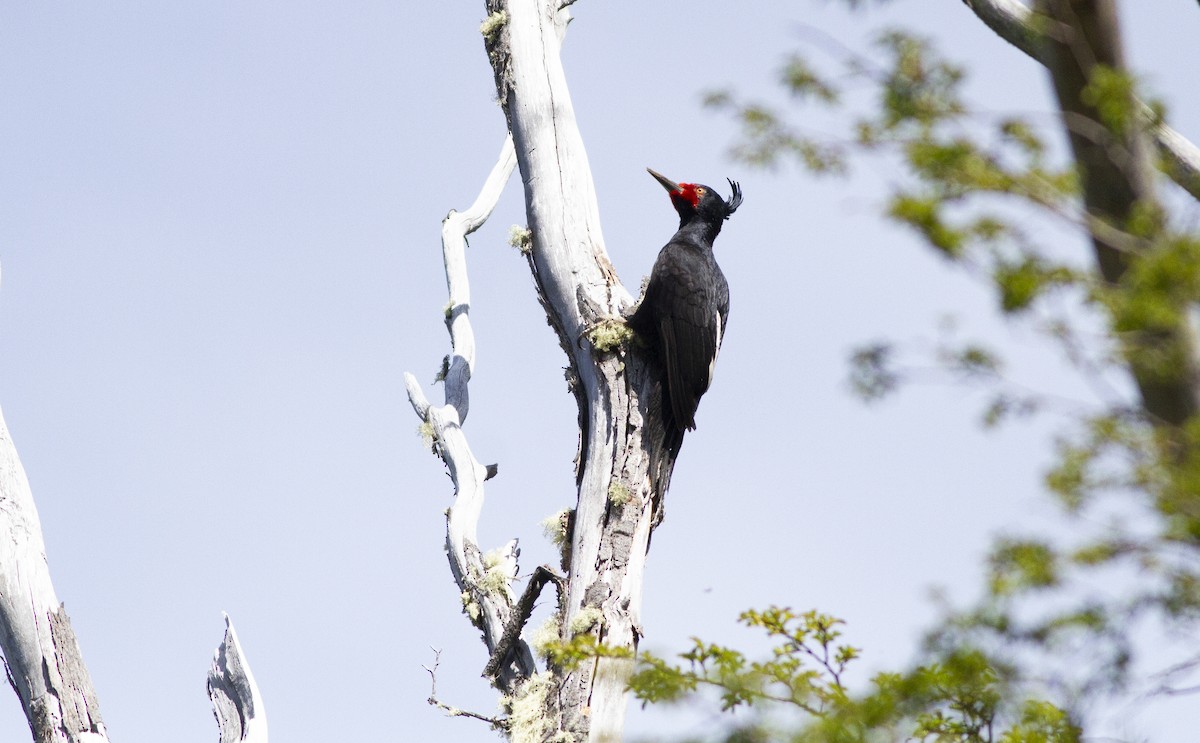 Magellanic Woodpecker - ML645393834