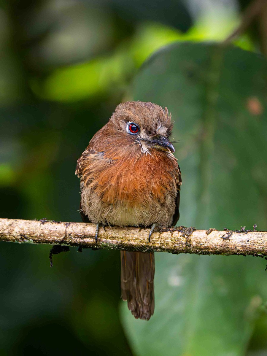 Moustached Puffbird - ML645393856