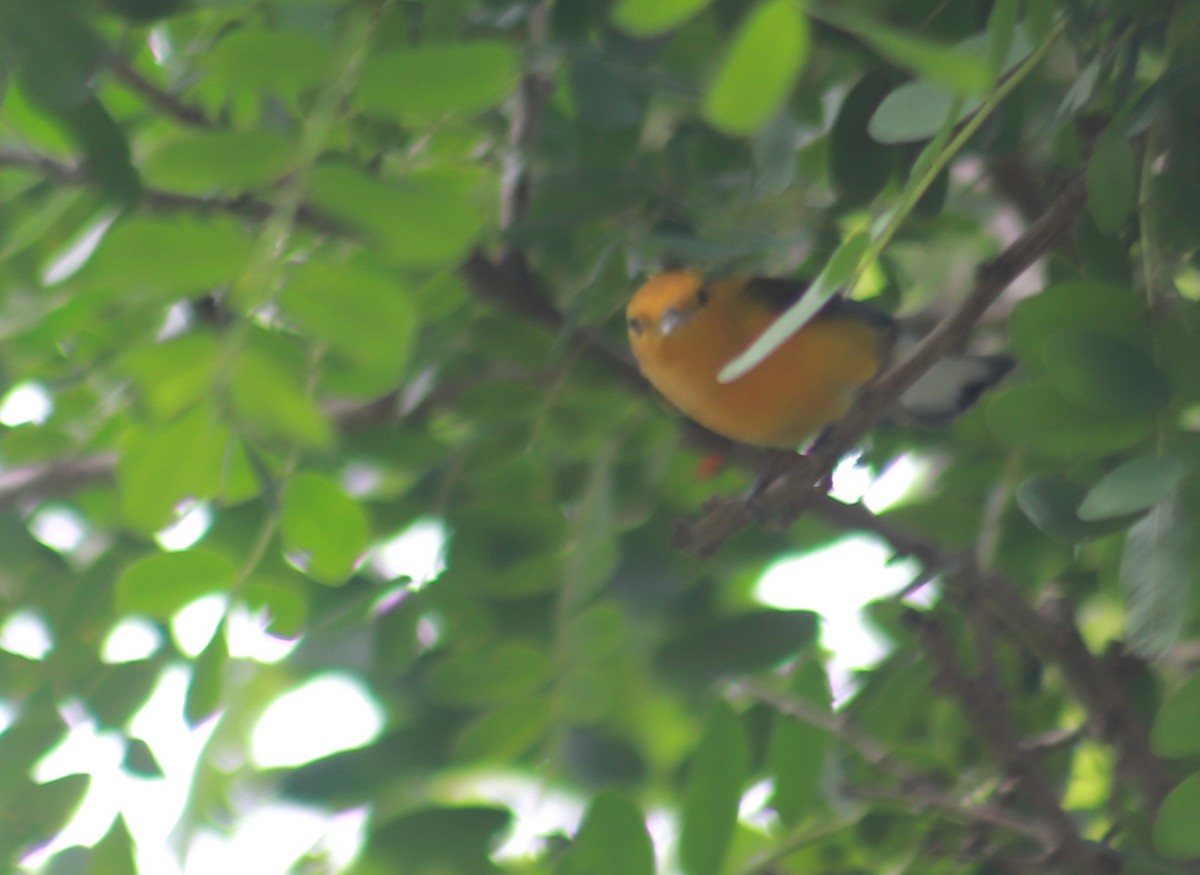 Prothonotary Warbler - ML645393857