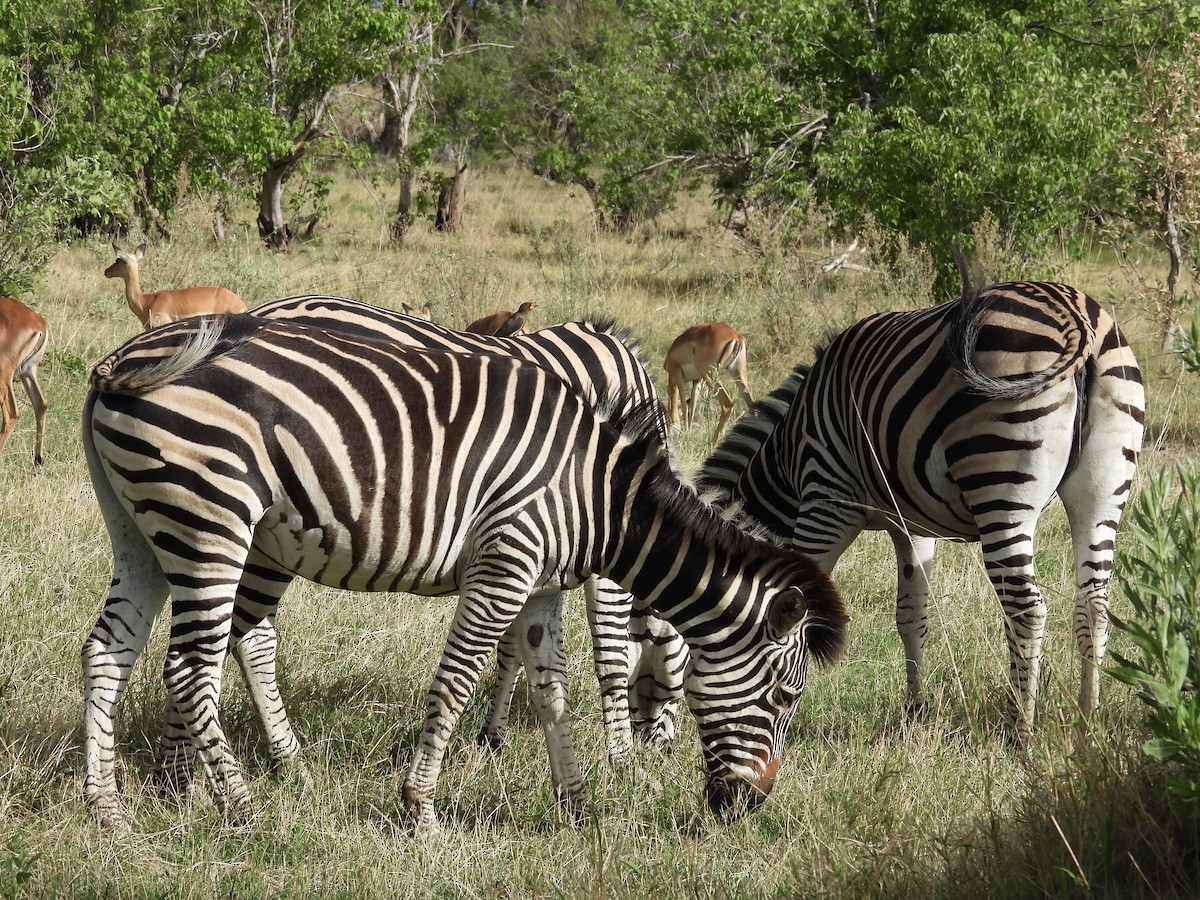 Yellow-billed Oxpecker - ML645393864