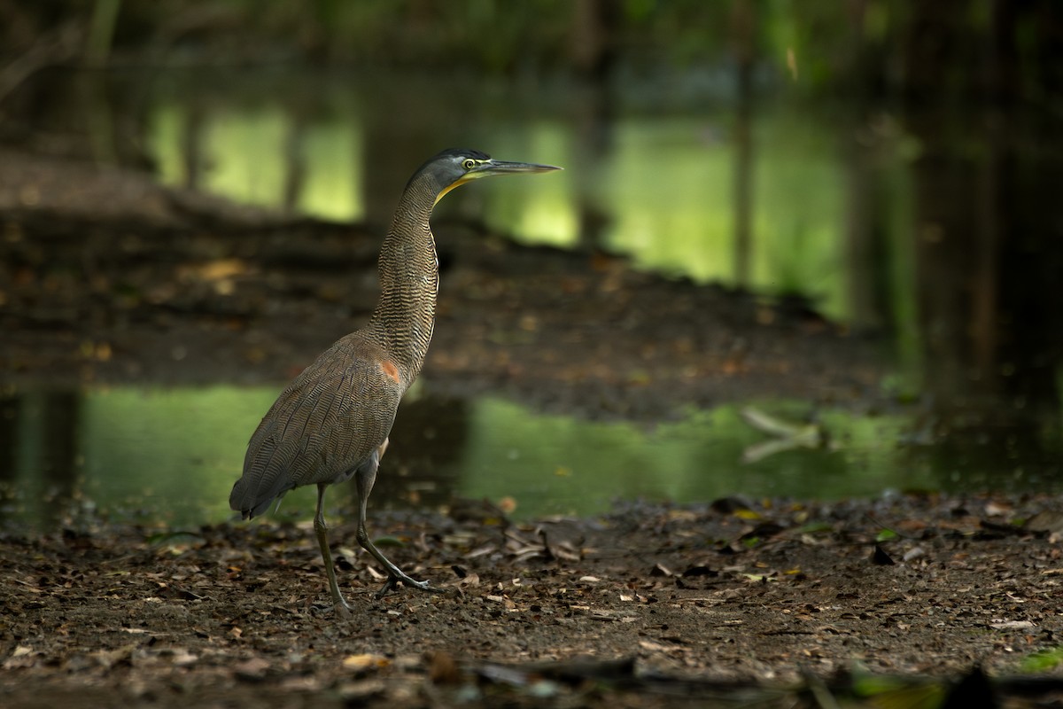 Bare-throated Tiger-Heron - ML645393899