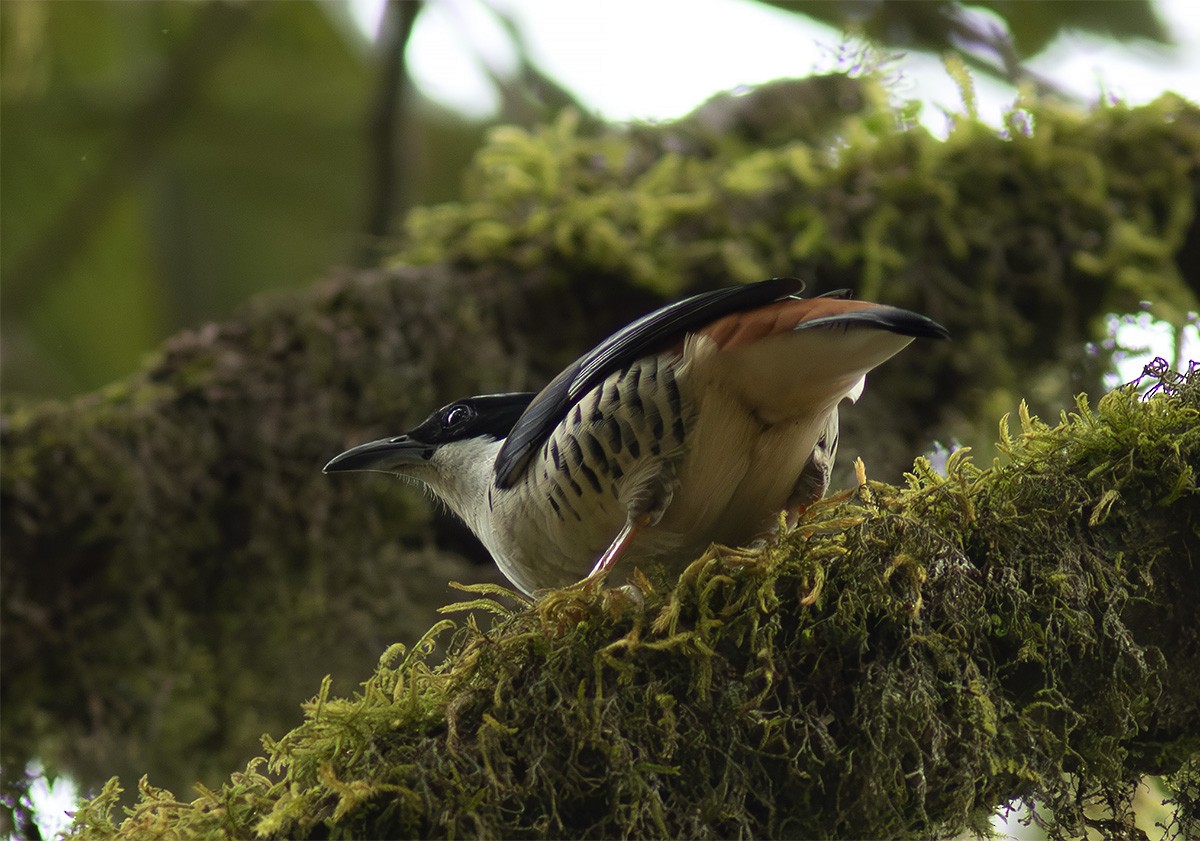 Himalayan Cutia - ML645393902