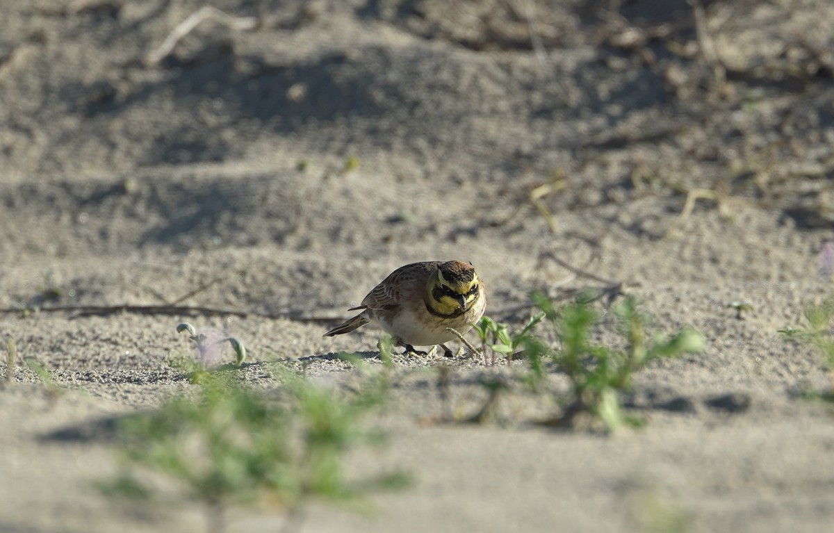 Horned Lark - ML645393908