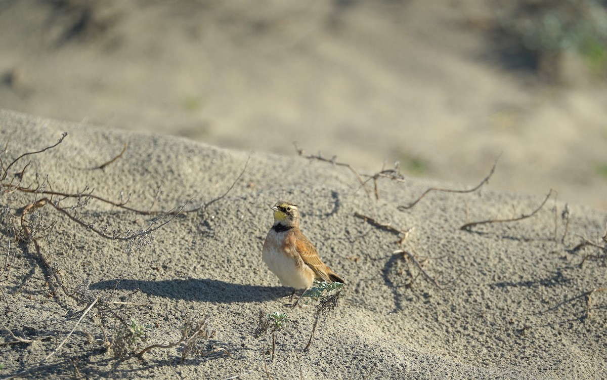 Horned Lark - ML645393909