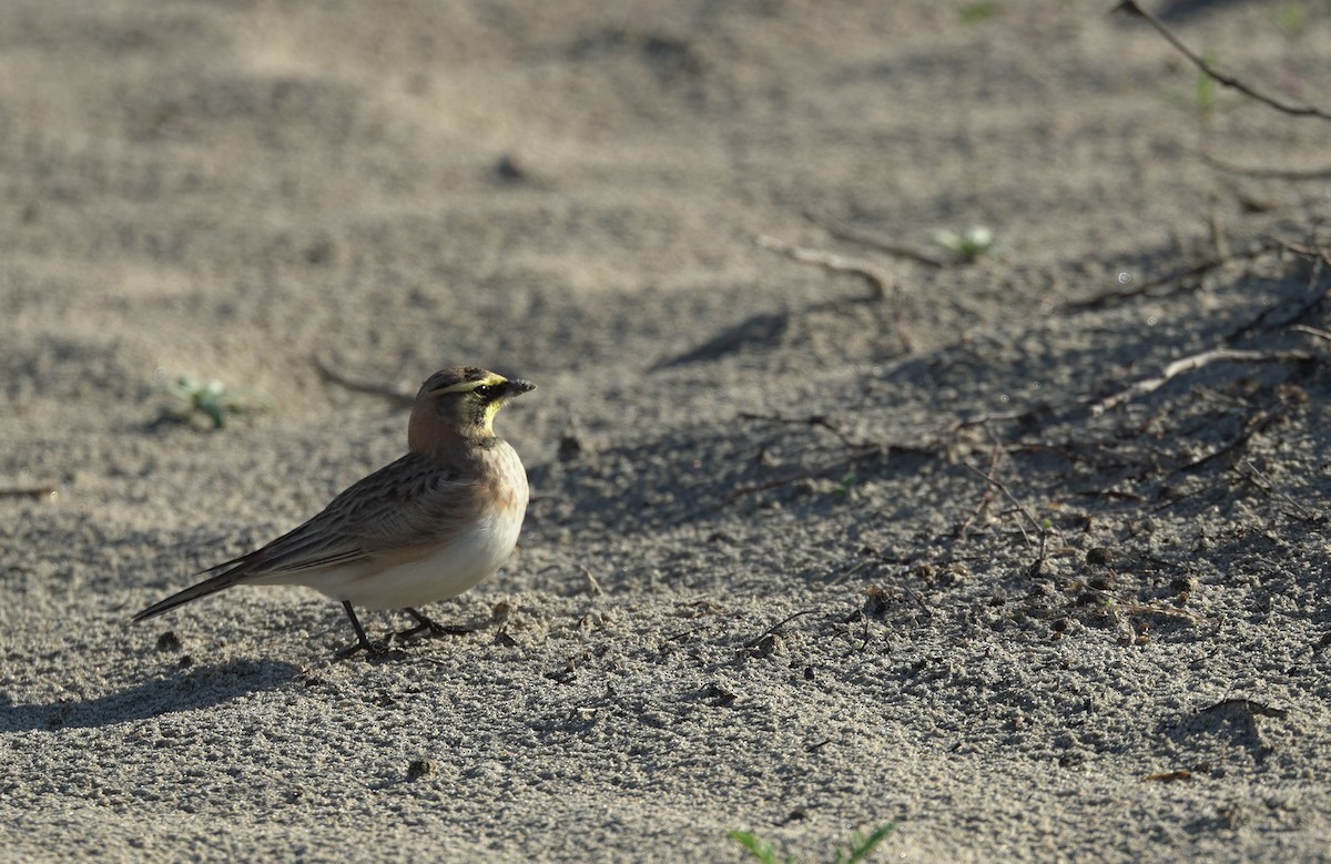 Horned Lark - ML645393910
