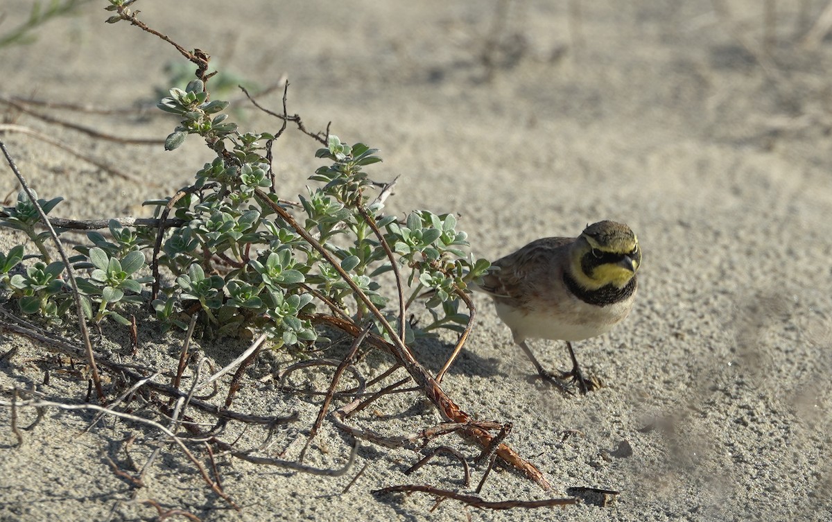 Horned Lark - ML645393911