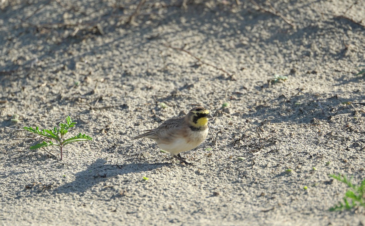 Horned Lark - ML645393912