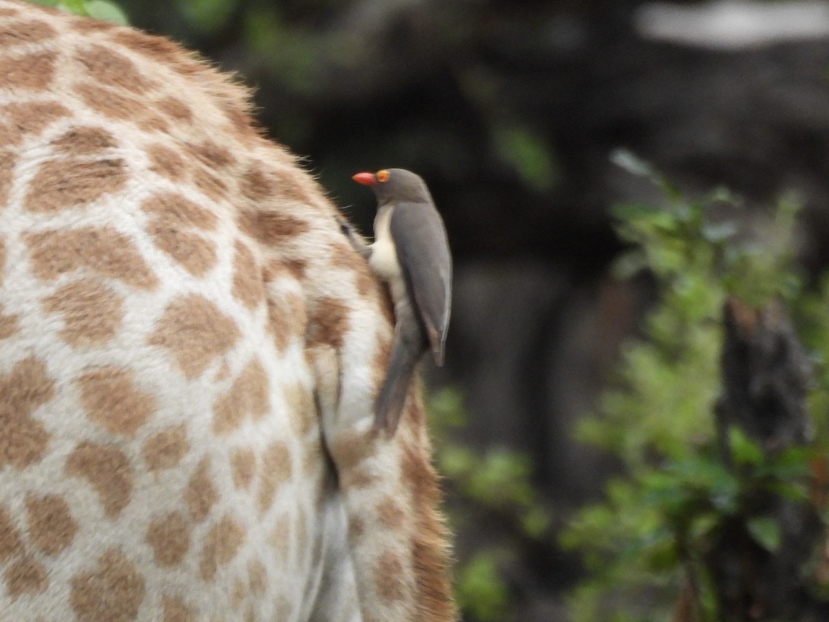 rødnebboksehakker - ML645393917