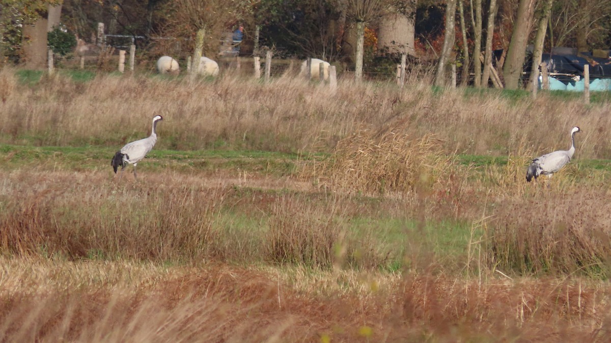 Common Crane - ML645393925