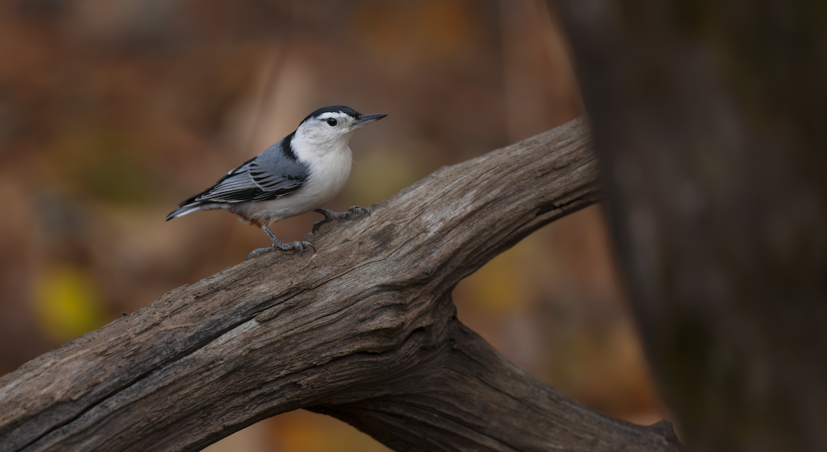 White-breasted Nuthatch - ML645393926
