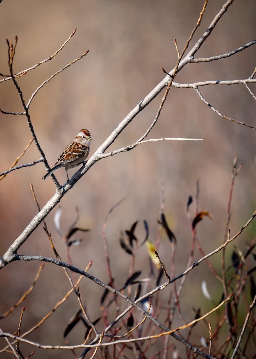 American Tree Sparrow - ML645393942