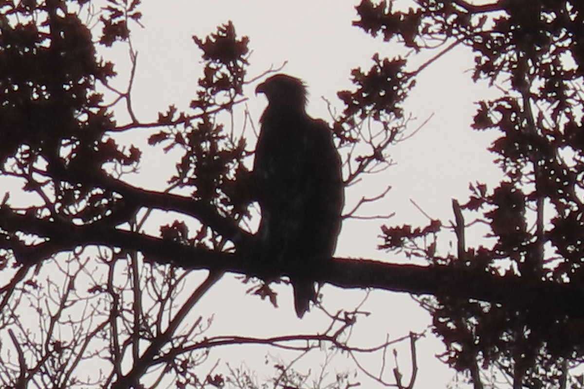 White-tailed Eagle - ML645393969
