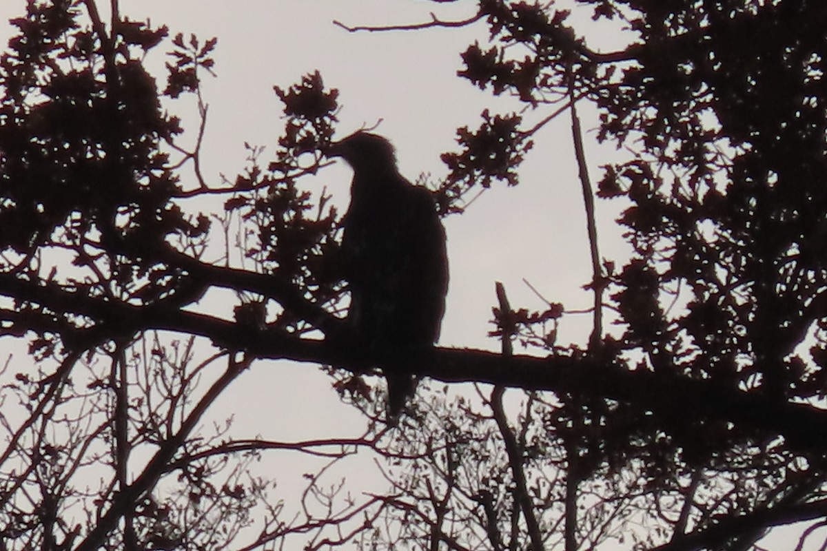 White-tailed Eagle - ML645393970
