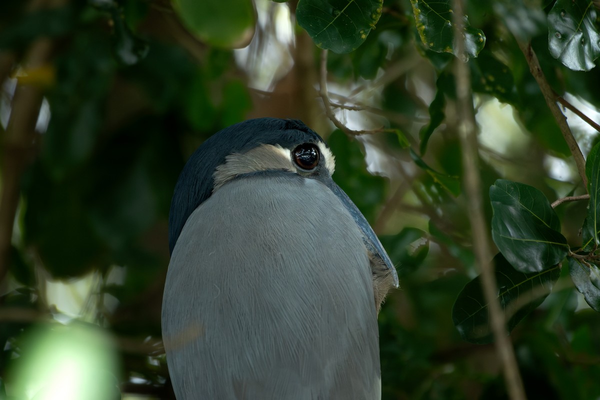 Boat-billed Heron - ML645393973