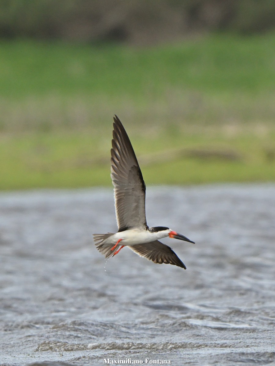 Black Skimmer - ML645393974
