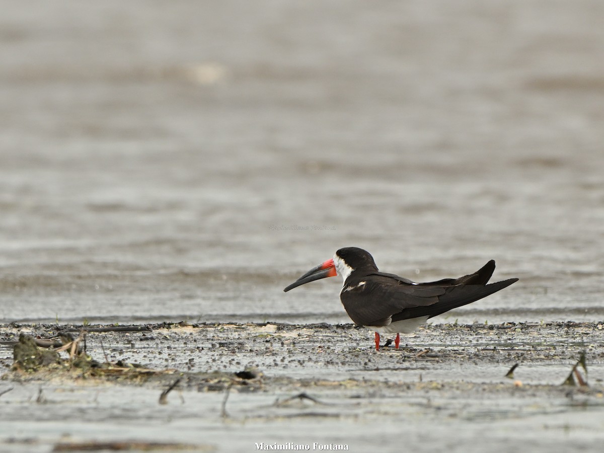 Black Skimmer - ML645393975