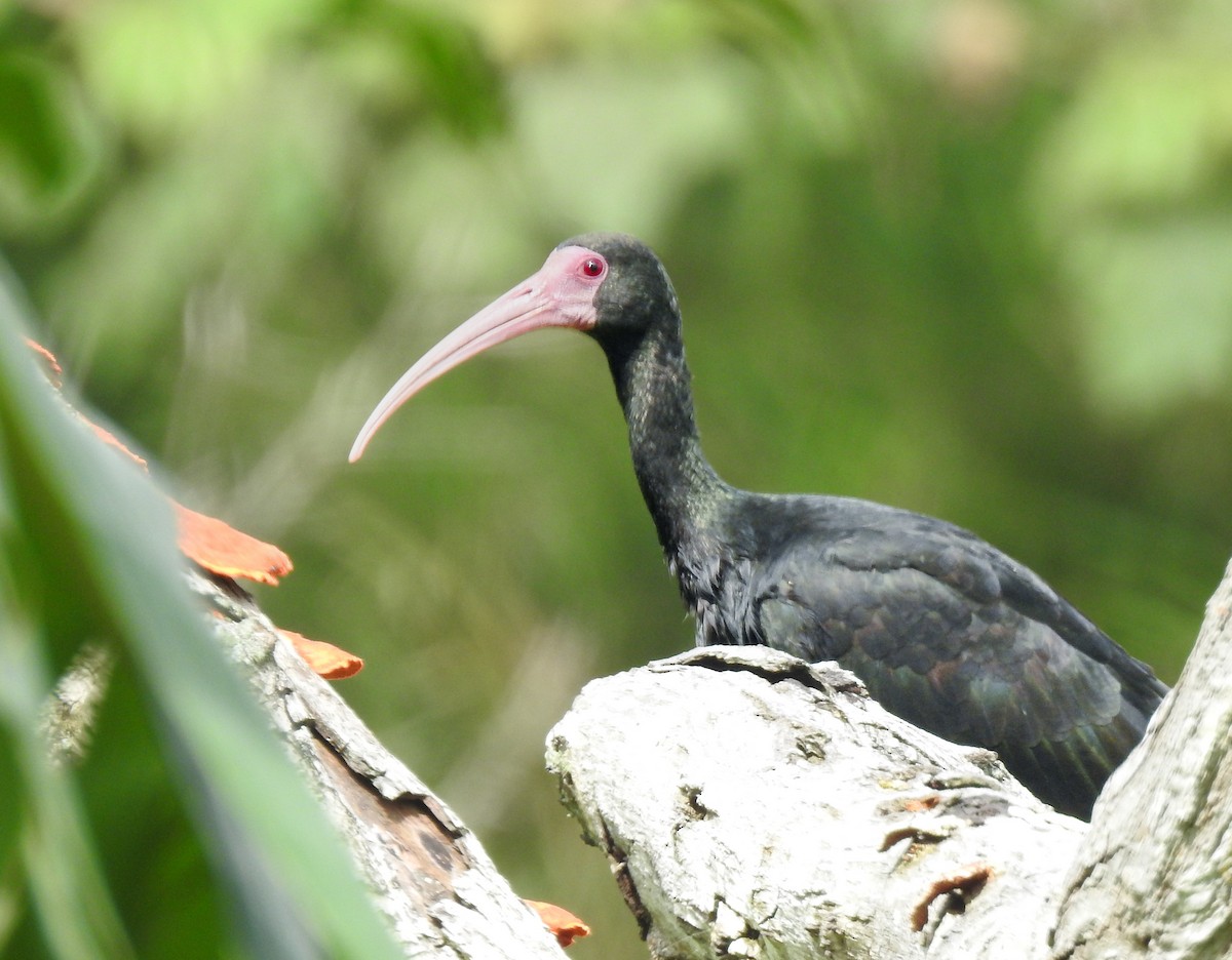 Ibis Afeitado - ML645393986