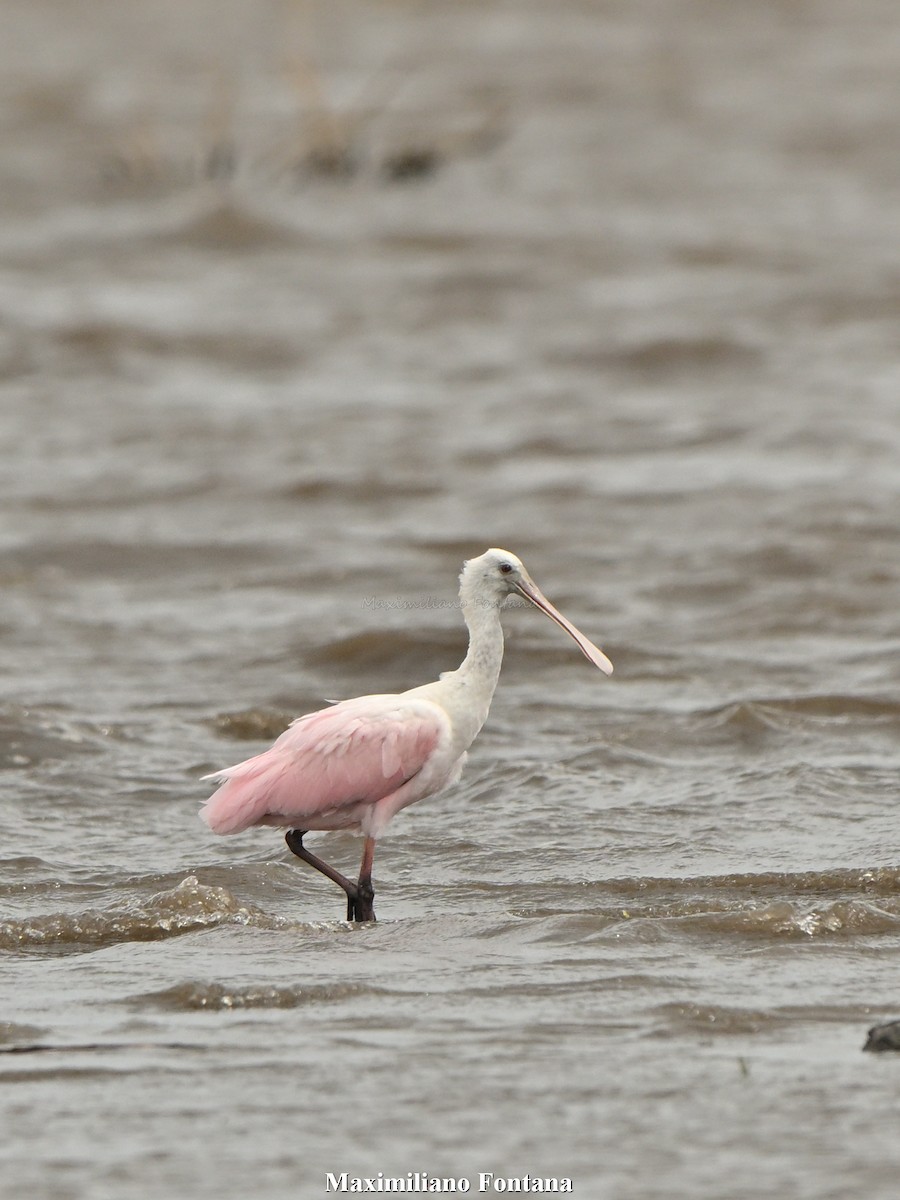 Roseate Spoonbill - ML645393994