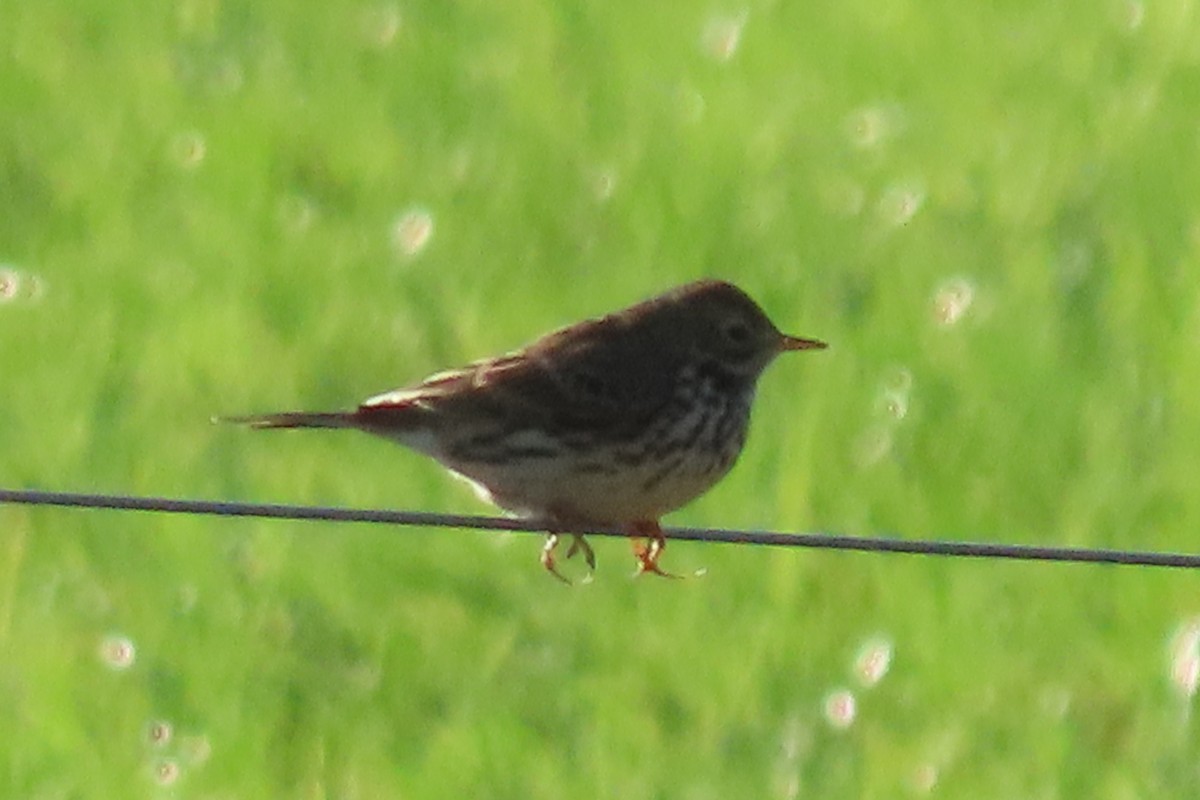 Meadow Pipit - ML645394002
