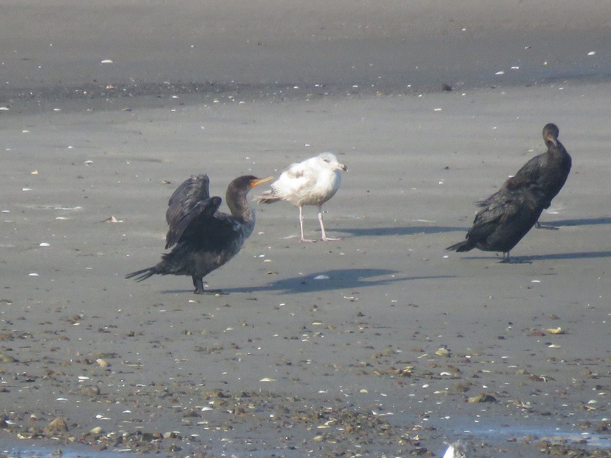 Мартиновий sp. - ML645394004