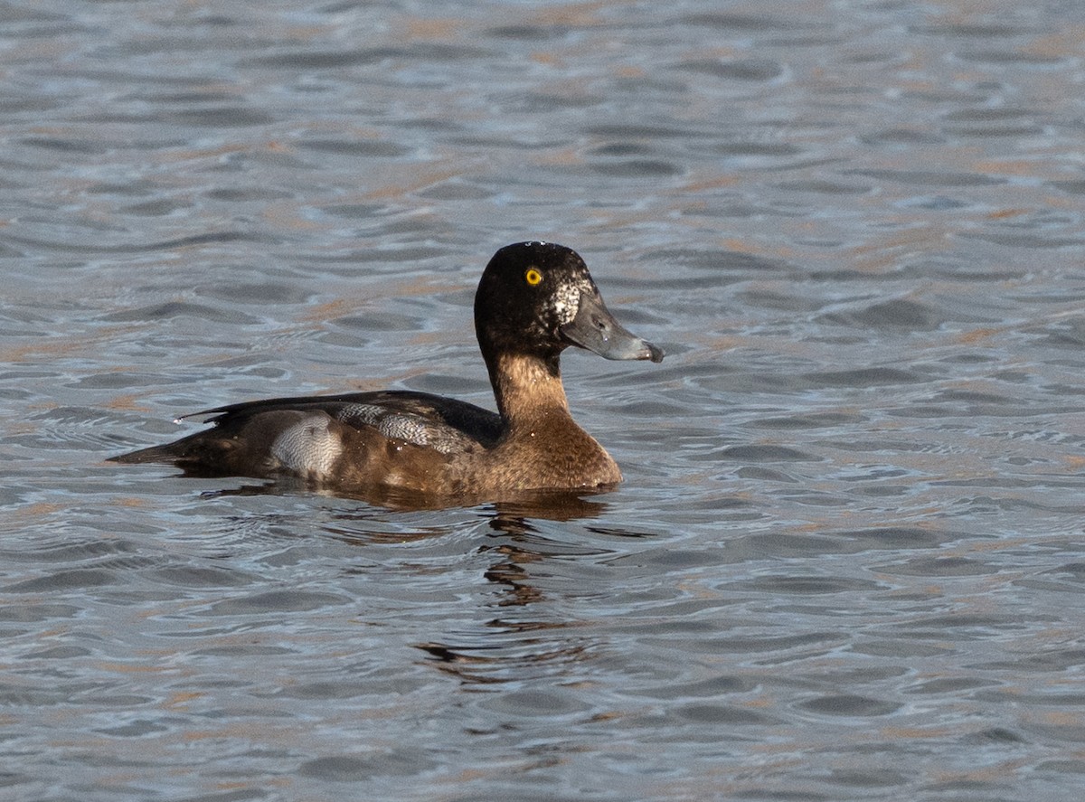 Greater Scaup - ML645394009