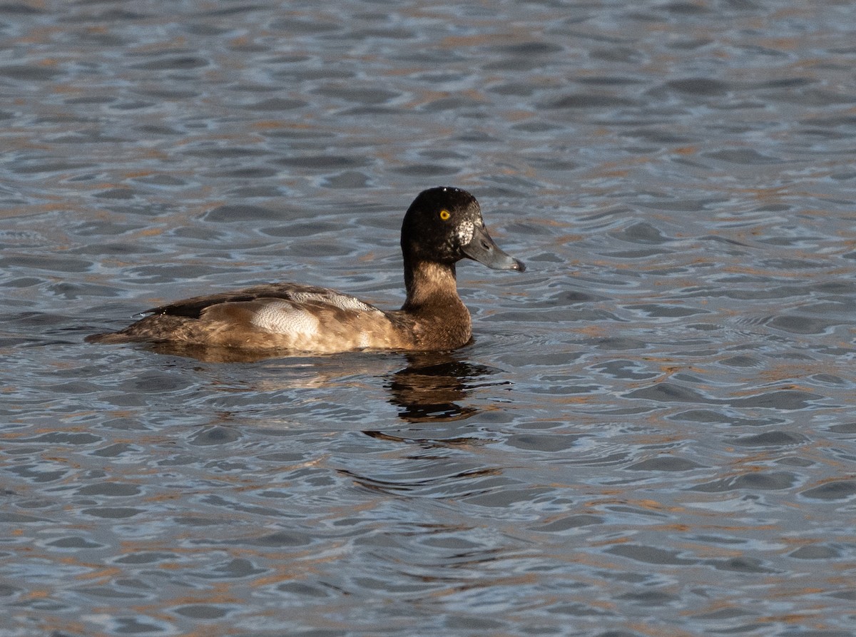 Greater Scaup - ML645394010