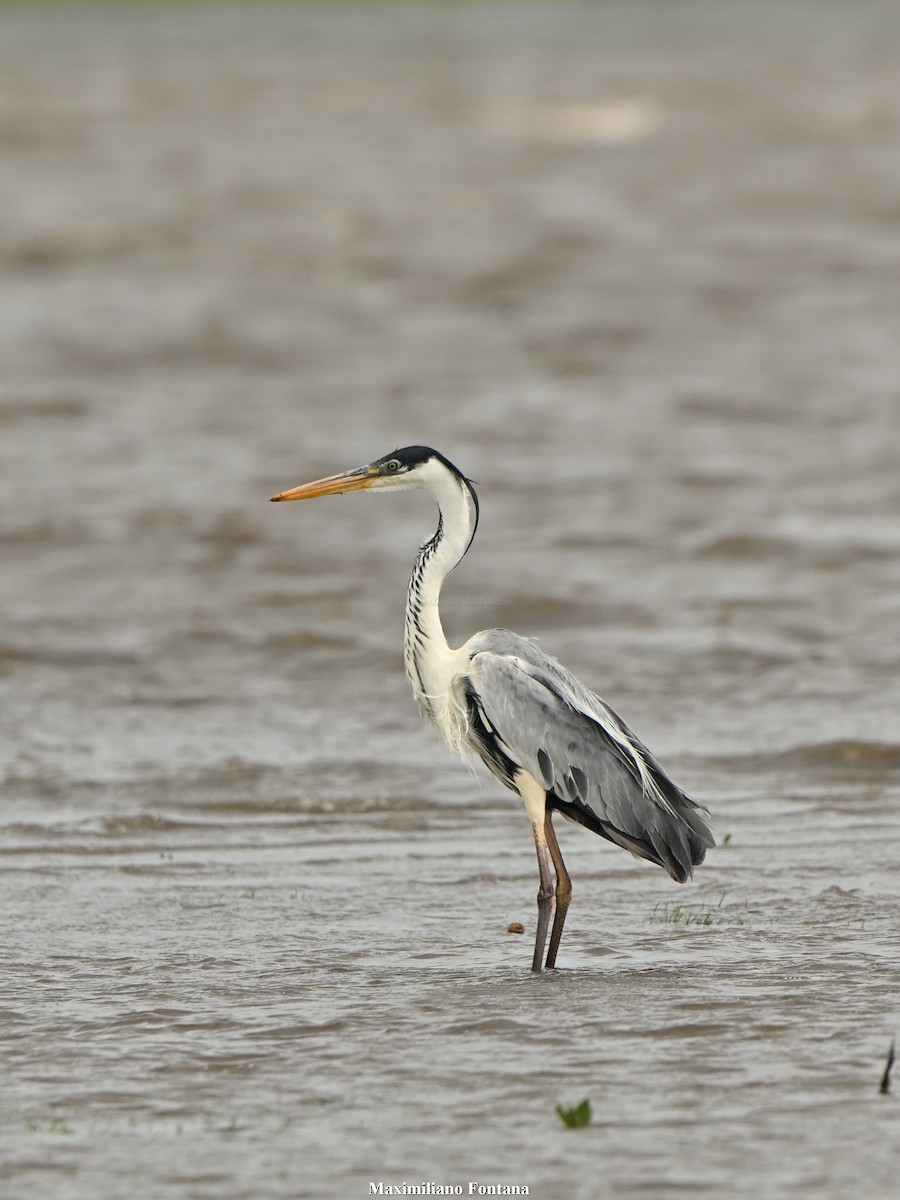 Cocoi Heron - ML645394014