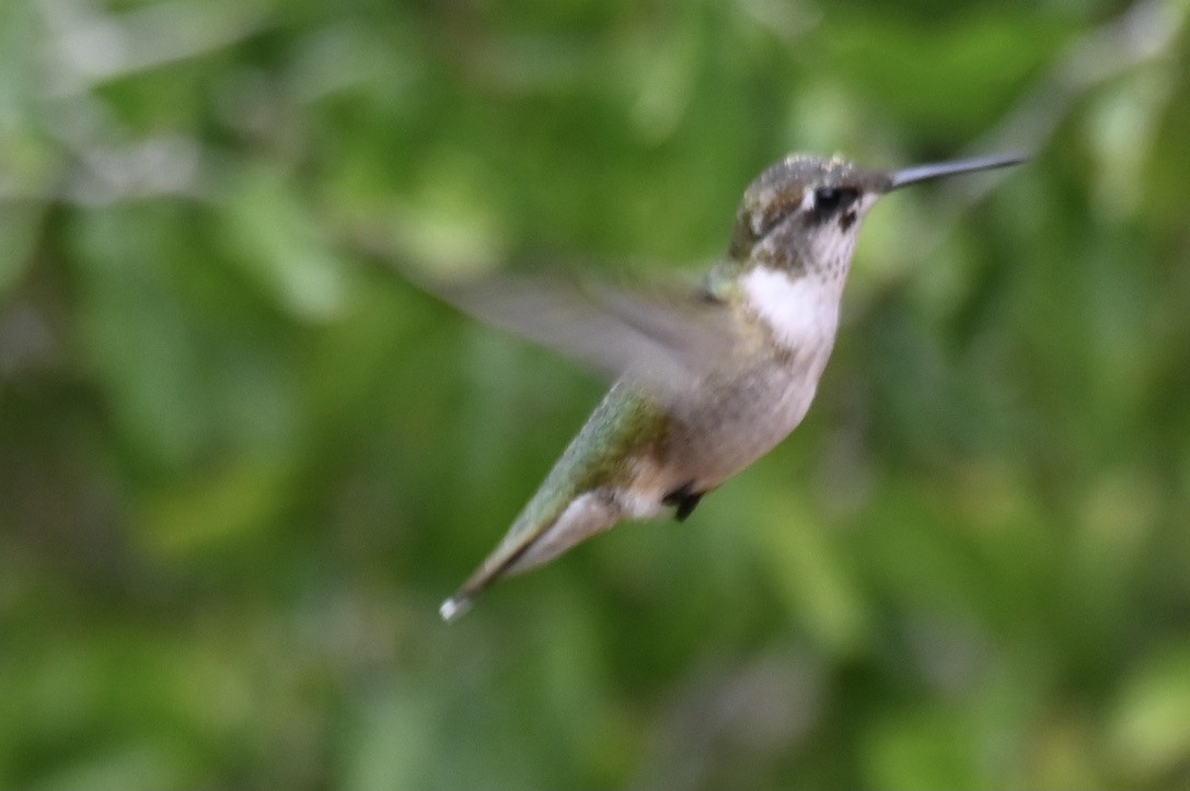 Рубиновогорлый колибри - ML645394018