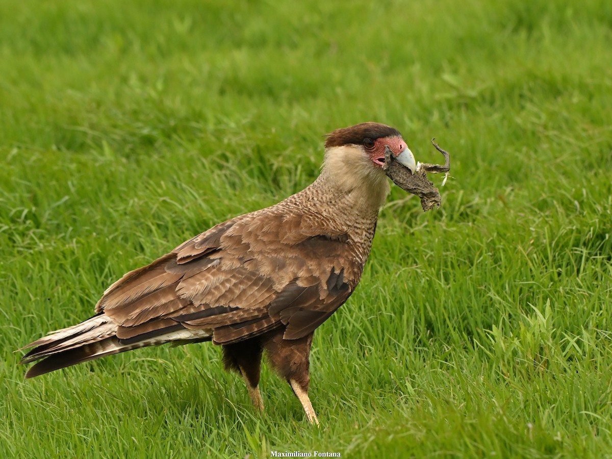 Crested Caracara - ML645394020