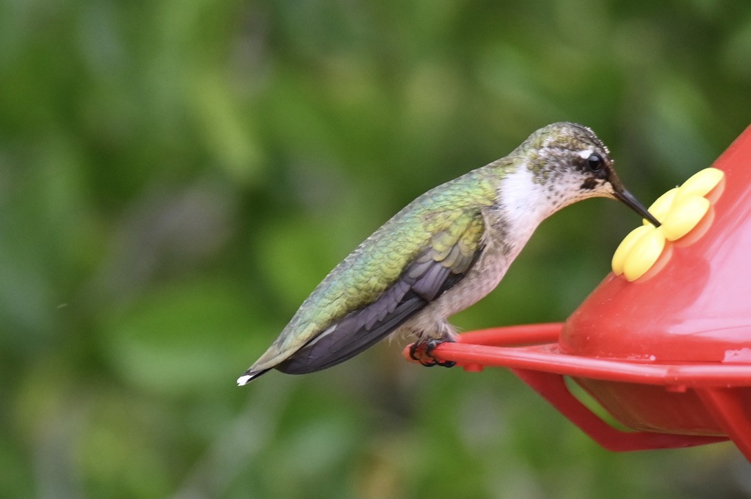 Рубиновогорлый колибри - ML645394021