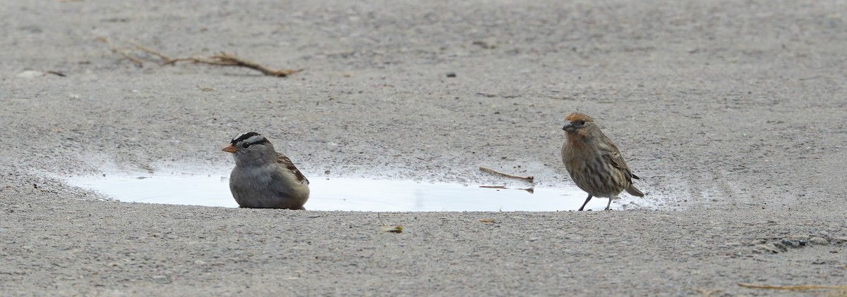 House Finch - ML645394031