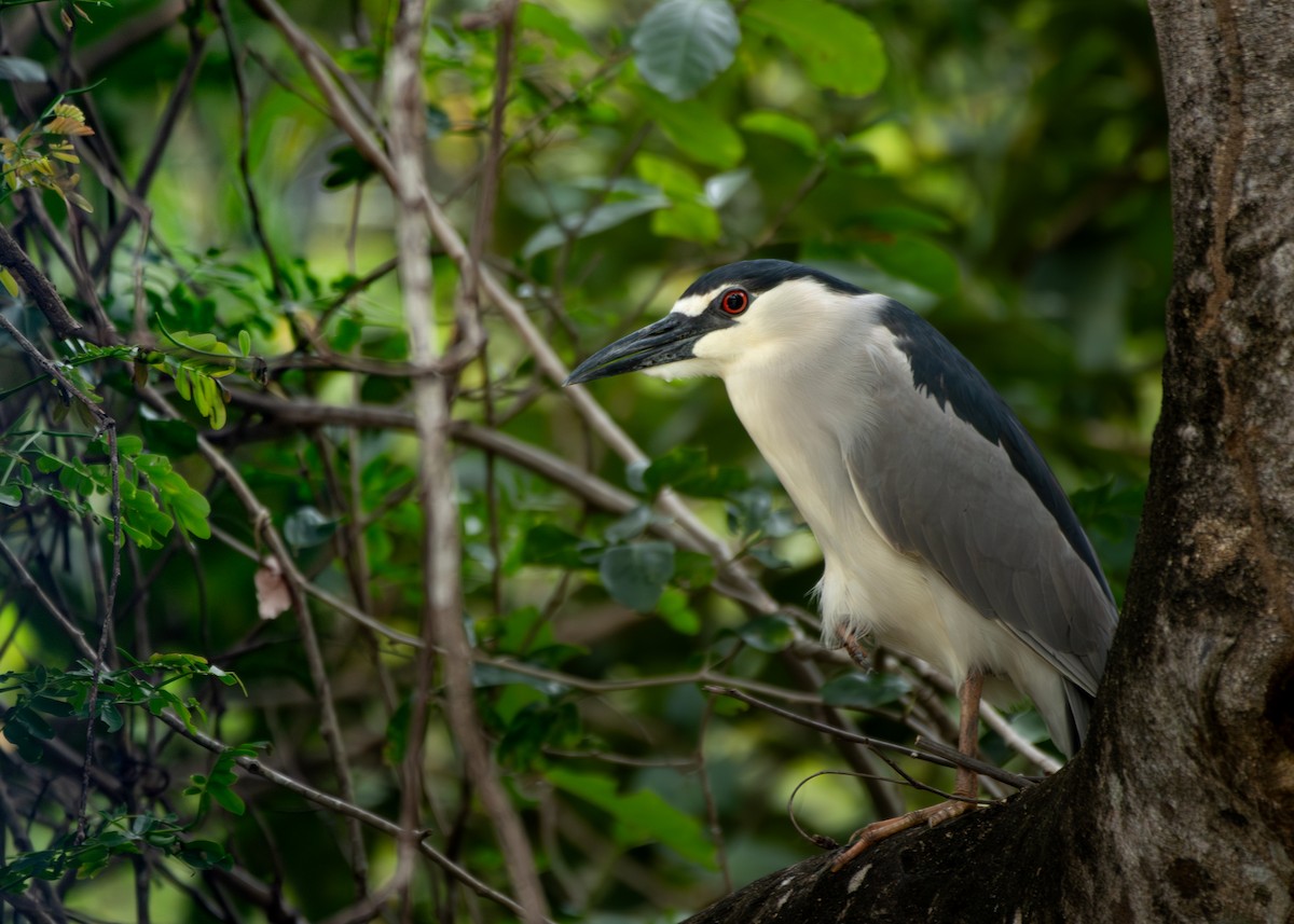 Black-crowned Night Heron - ML645394039