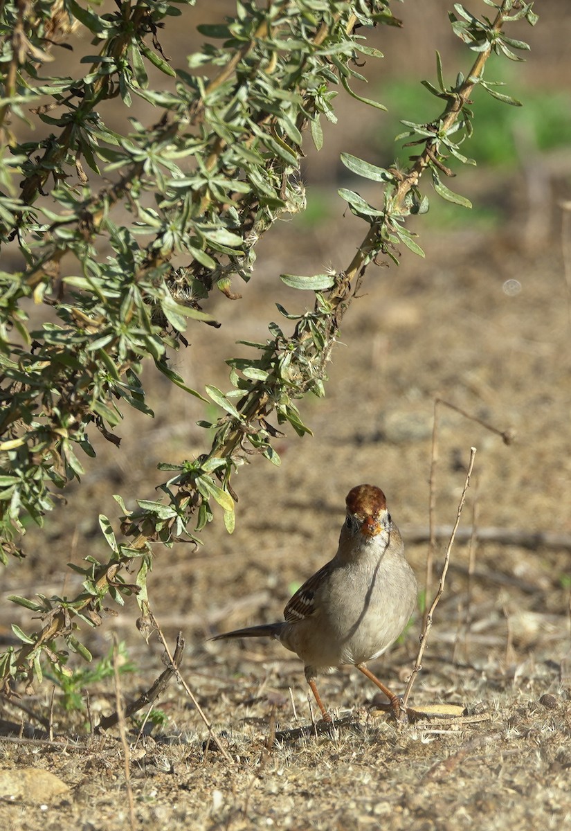 White-crowned Sparrow - ML645394040