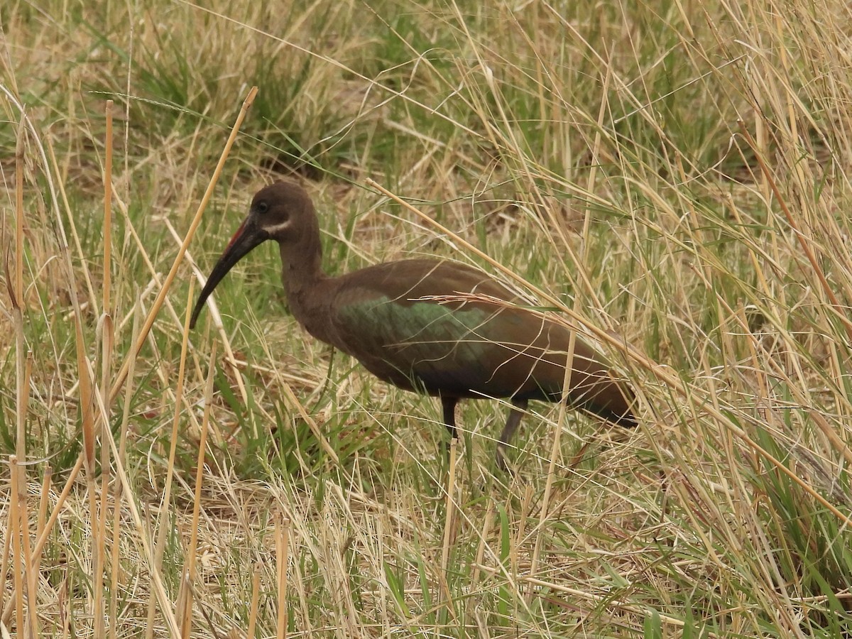 Hadada Ibis - ML645394041