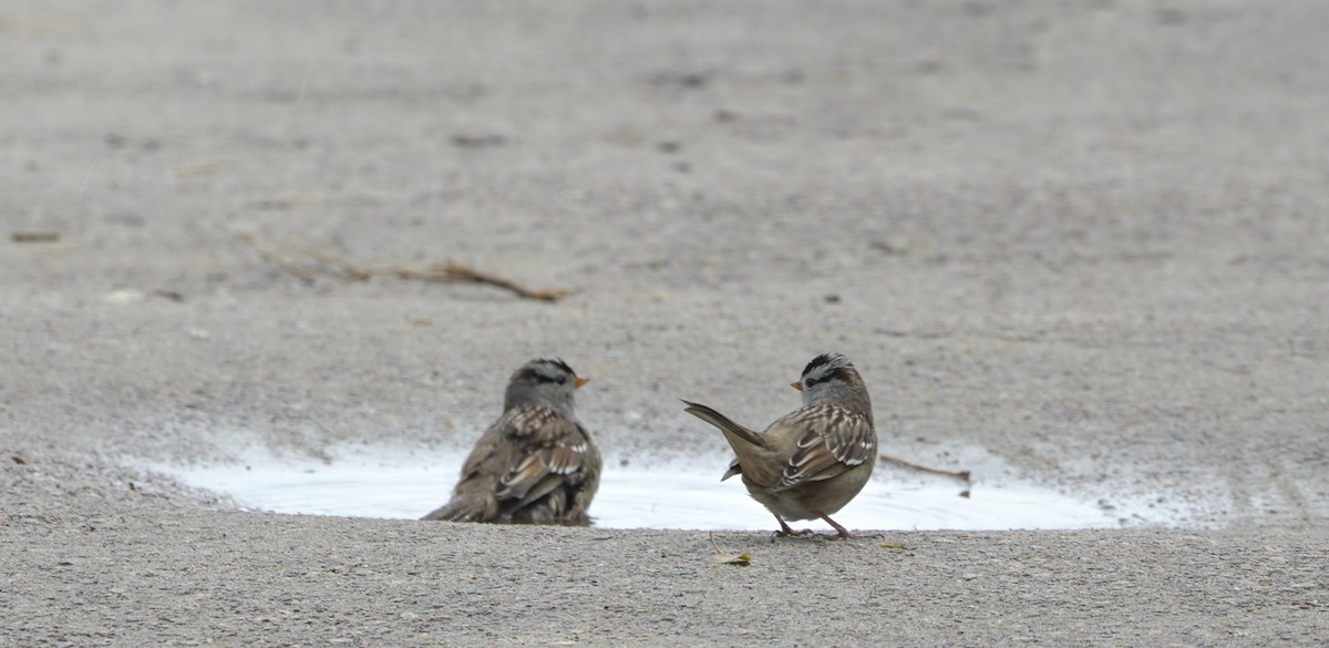 White-crowned Sparrow - ML645394046
