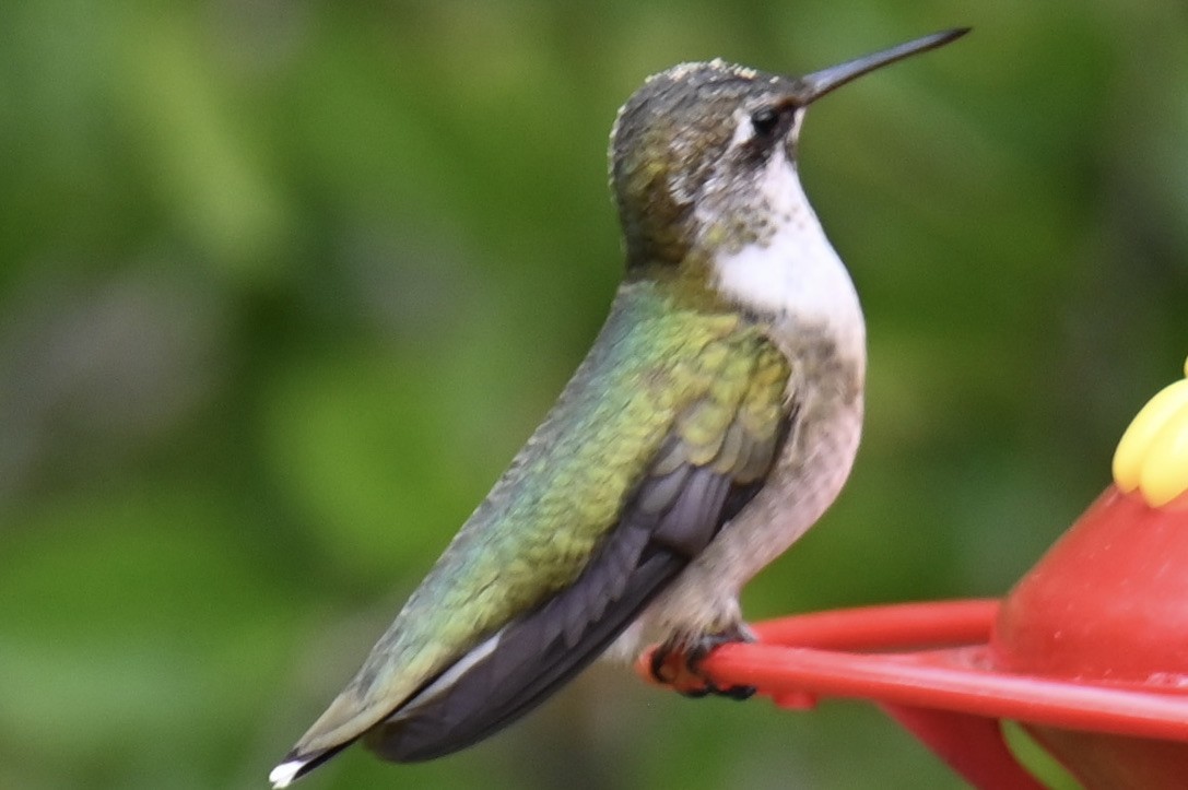 Рубиновогорлый колибри - ML645394048